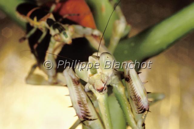 theopropus elegans 3.JPG - Accouplement de Theopropus elegansMante fleur éléganteBanded flower mantisDictyoptera, HymenopodidaeThailande